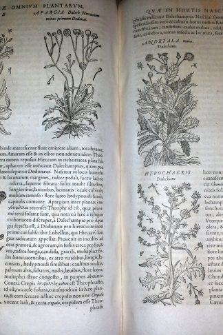 Historia generalis plantarum ...